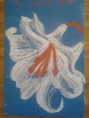 /album/prints-for-sale/lily-conte-jpg1/